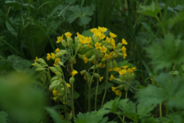 Primula verisGulden sleutelbloem bestellen